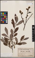 Foto von Salix cinerea L.